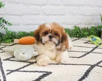 AKC Flash , a male Shih Tzu for sale in Syracuse, IN – Photo 4 of 9