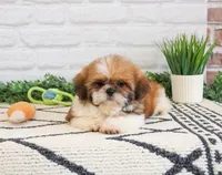 AKC Flash , a male Shih Tzu for sale in Syracuse, IN – Photo 2 of 9