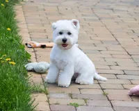 AKC Wren, a female West Highland White Terrier for sale in Syracuse, IN – 4 of 5