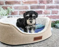 AKC Jeremy , a male Miniature Schnauzer for sale in Syracuse, IN – 4 of 5