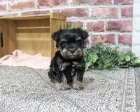 AKC Davina, a female Miniature Schnauzer for sale in Syracuse, IN – 3 of 6