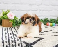 AKC Flower , a female Shih Tzu for sale in Syracuse, IN – Photo 4 of 8