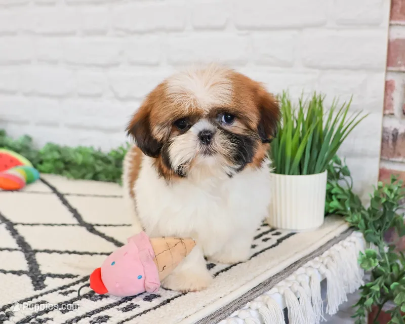 AKC Flower  – Shih Tzu puppy for sale in Syracuse, IN