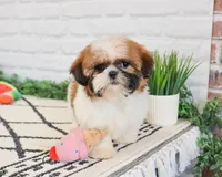 AKC Flower , a female Shih Tzu for sale in Syracuse, IN – Photo 1 of 8