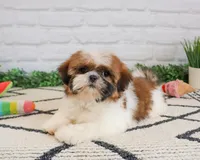 AKC Flower , a female Shih Tzu for sale in Syracuse, IN – Photo 2 of 8