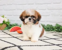 AKC Flower , a female Shih Tzu for sale in Syracuse, IN – Photo 3 of 8
