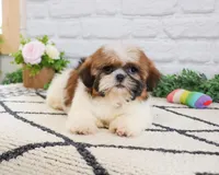 AKC Flower , a female Shih Tzu for sale in Syracuse, IN – Photo 6 of 8