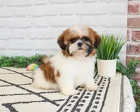 AKC Flower , a female Shih Tzu for sale in Syracuse, IN – Photo 5 of 8