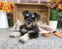 AKC Landon, a male Miniature Schnauzer for sale in Syracuse, IN – 3 of 10