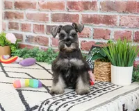 AKC Hannah, a female Miniature Schnauzer for sale in Syracuse, IN – 2 of 5