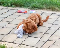F1B Noelle , a female Cavapoo for sale in Syracuse, IN – 4 of 9