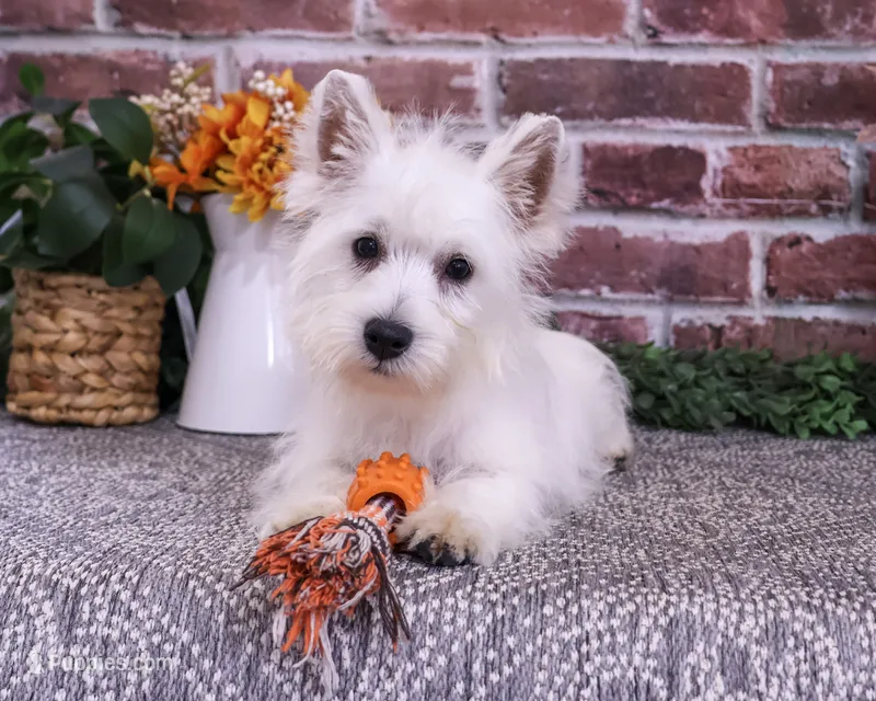 AKC Wallace  – West Highland White Terrier puppy for sale in Syracuse, IN