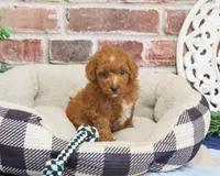 F1B Strudel, a male Cavapoo for sale in Syracuse, IN – 4 of 6