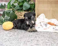 AKC Chief, a male Miniature Schnauzer for sale in Syracuse, IN – 2 of 4