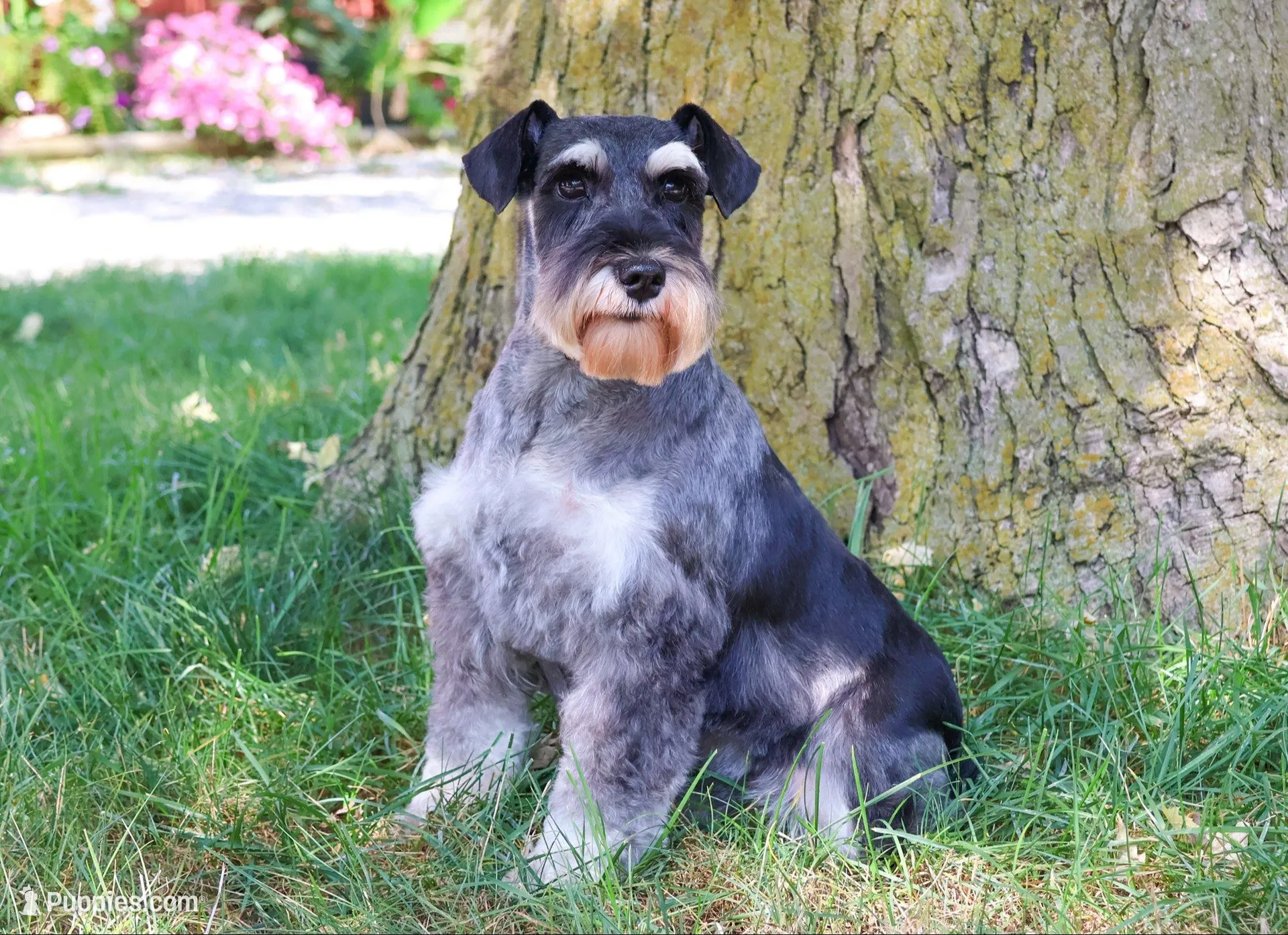 AKC Jasper , a male Miniature Schnauzer for sale in Syracuse, IN – Photo 6 of 7