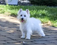 AKC Caroline, a female West Highland White Terrier for sale in Syracuse, IN – 3 of 10