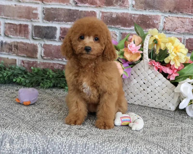 F1B Chanel – Cavapoo puppy for sale in Syracuse, IN