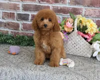 F1B Chanel, a female Cavapoo for sale in Syracuse, IN – 1 of 9