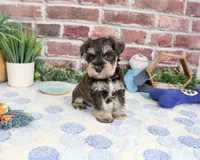 AKC Luther , a male Miniature Schnauzer for sale in Syracuse, IN – 5 of 6