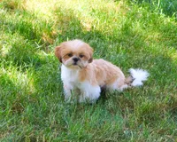 AKC Flash , a male Shih Tzu for sale in Syracuse, IN – 4 of 10