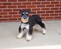 Jasper, a male Miniature Schnauzer for sale in Syracuse, IN – 2 of 9