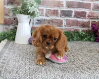 AKC Dreamer, a female Cavalier King Charles Spaniel for sale in Syracuse, IN – 3 of 10