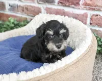 AKC Jonah, a male Miniature Schnauzer for sale in Syracuse, IN – 5 of 5