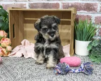AKC Dior, a female Miniature Schnauzer for sale in Syracuse, IN – 10 of 10