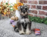 AKC Draya, a female Miniature Schnauzer for sale in Syracuse, IN – 5 of 5