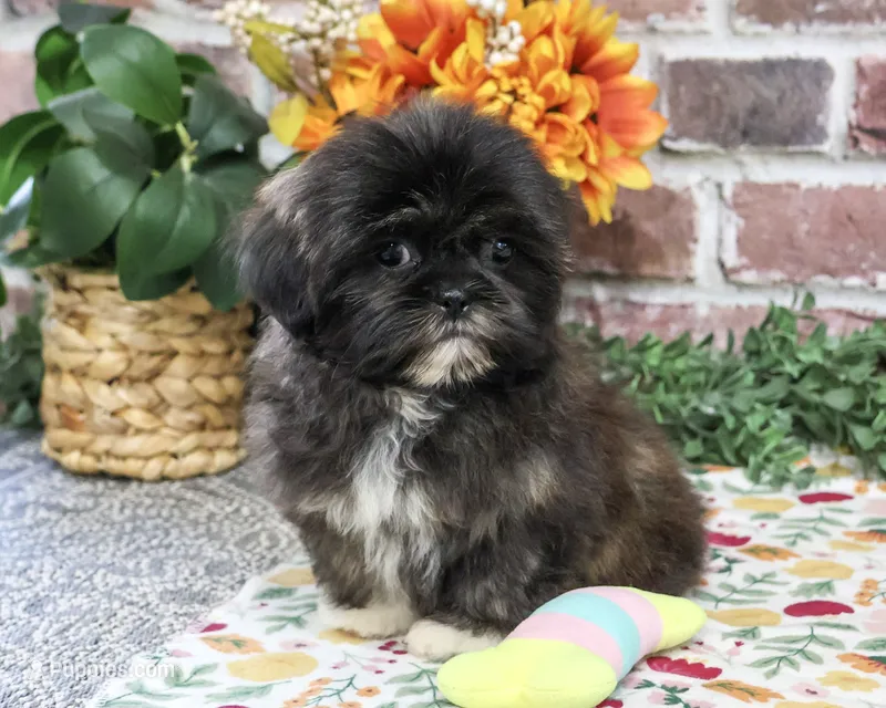 AKC Harriet – Shih Tzu puppy for sale in Syracuse, IN