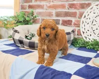 F1B Donut, a male Cavapoo for sale in Syracuse, IN – 4 of 6