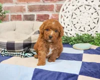 F1B Strudel, a male Cavapoo for sale in Syracuse, IN – 5 of 6