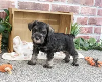AKC Trenton, a male Miniature Schnauzer for sale in Syracuse, IN – 4 of 5