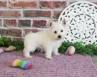 AKC Bonnie, a female West Highland White Terrier for sale in Syracuse, IN – 4 of 10