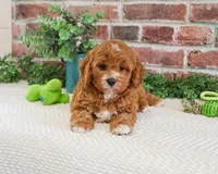 F1 Clover , a male Cavapoo for sale in Syracuse, IN – 5 of 7