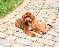F1B Charles, a male Cavapoo for sale in Syracuse, IN – 2 of 10