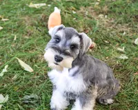 AKC Roosevelt, a male Miniature Schnauzer for sale in Syracuse, IN – 3 of 6