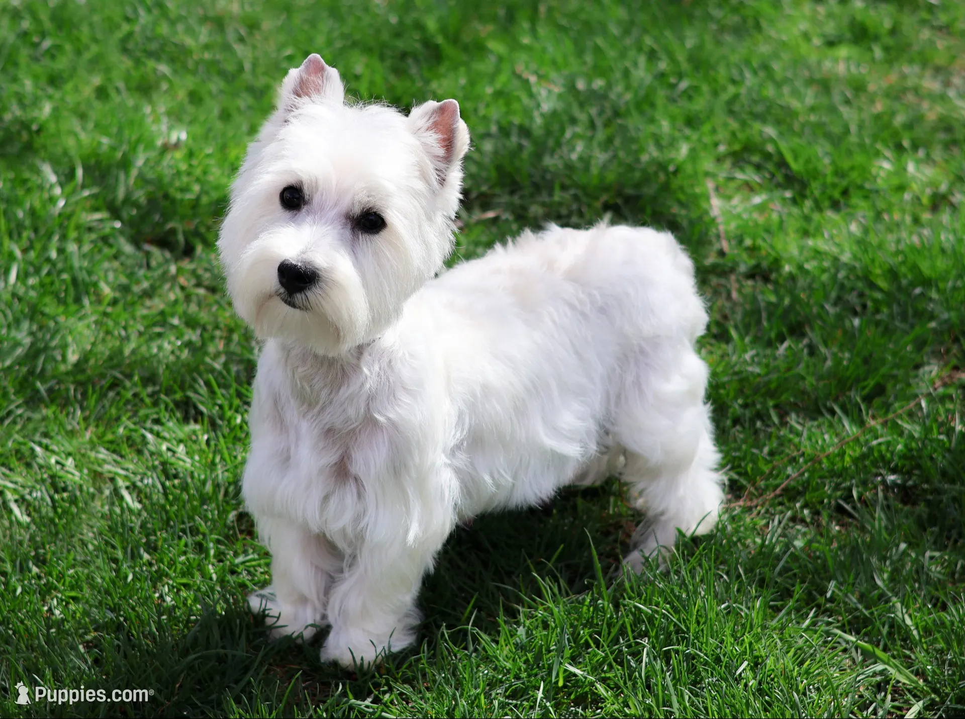 AKC Quincey , a female West Highland White Terrier for sale in Syracuse, IN – 9 of 10