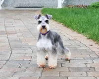 AKC Otto , a male Miniature Schnauzer for sale in Syracuse, IN – 6 of 7