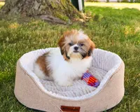 AKC Flower , a female Shih Tzu for sale in Syracuse, IN – 3 of 10