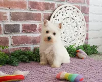 AKC Caroline, a female West Highland White Terrier for sale in Syracuse, IN – 7 of 8