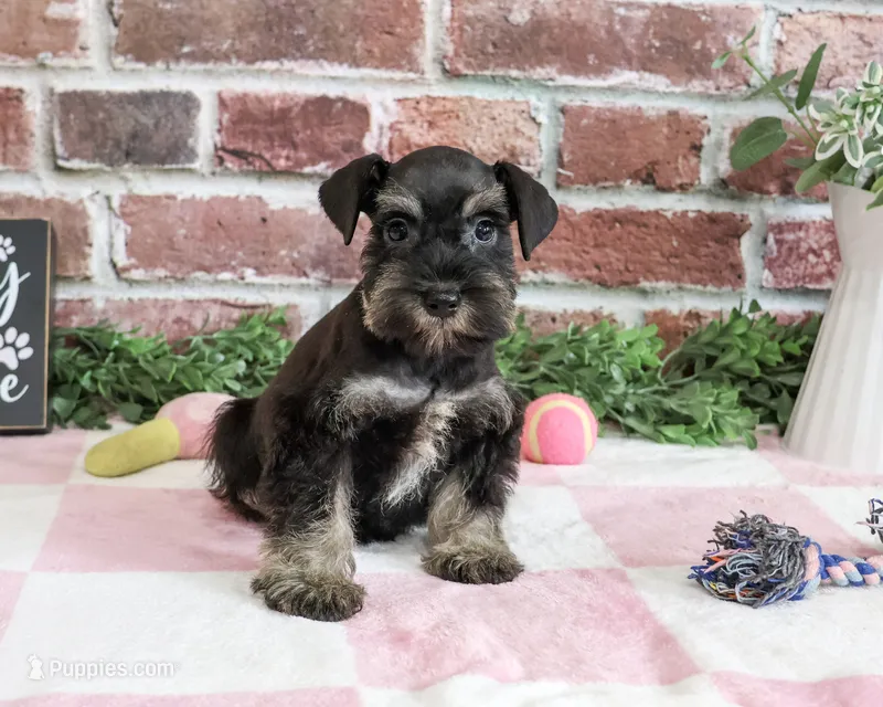 AKC Tessa  – Miniature Schnauzer puppy for sale in Syracuse, IN