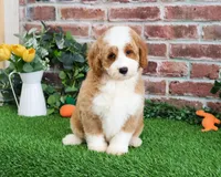 F1B Linguine, a male Miniature Goldendoodle for sale in Syracuse, IN – Photo 1 of 10