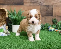 F1B Linguine, a male Miniature Goldendoodle for sale in Syracuse, IN – Photo 5 of 10