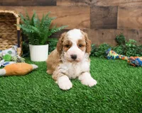 F1B Linguine, a male Miniature Goldendoodle for sale in Syracuse, IN – Photo 8 of 10