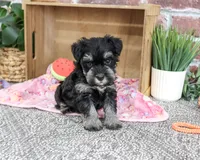 AKC Trina, a female Miniature Schnauzer for sale in Syracuse, IN – 4 of 5