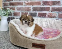 AKC Belle, a female Shih Tzu for sale in Syracuse, IN – 5 of 5