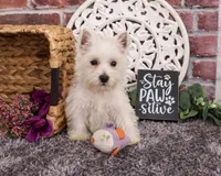 AKC Fiona , a female West Highland White Terrier for sale in Syracuse, IN – 5 of 6