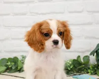 AKC Keanu , a male Cavalier King Charles Spaniel for sale in Syracuse, IN – 3 of 9