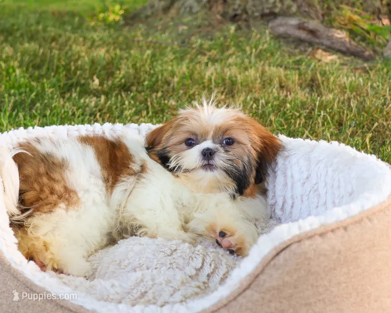 AKC Flower  – Shih Tzu puppy for sale in Syracuse, IN